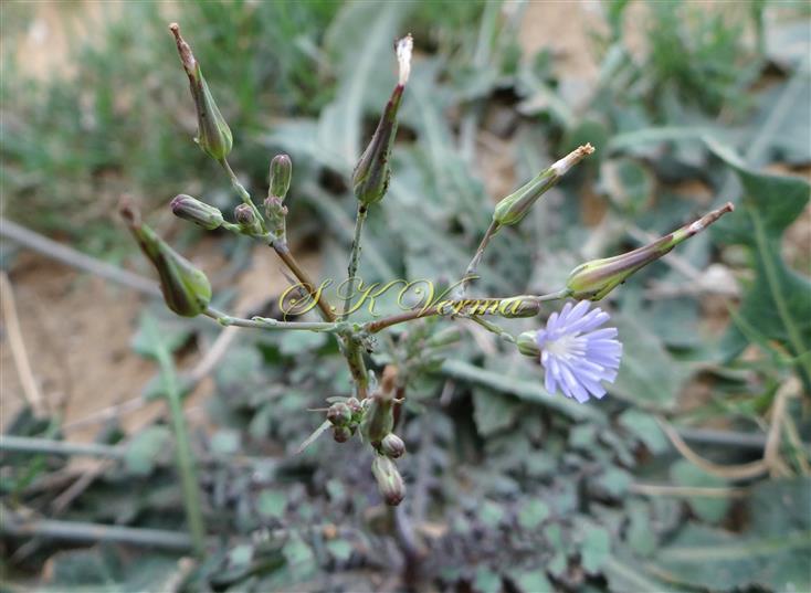 Inflorescence
